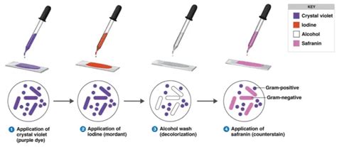gram staining principle|Gram Staining : Principle, Procedure, Interpretation and Animation.